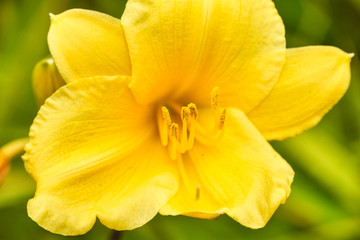 Obraz na płótnie Canvas Makroaufnahme: Wunderschöne Blüte - gelbe Lilie