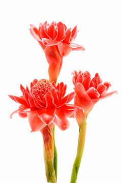 Tropical flower of Pink torch ginger. (Etlingera elatior (Jack)