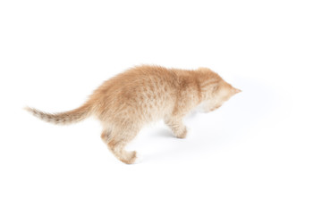 Little red stripped kitten isolated on white