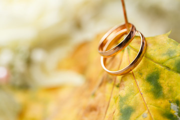 Golden wedding rings in autumn leaves.