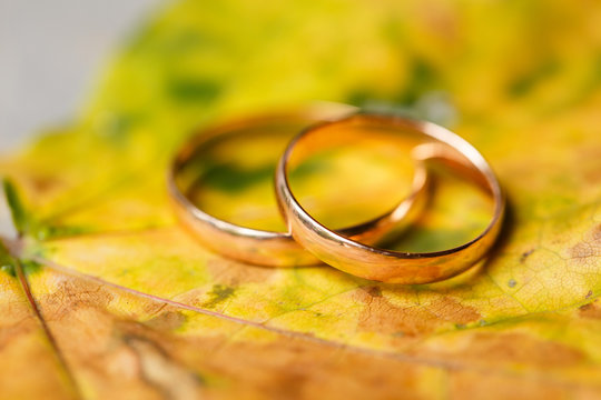 Golden wedding rings in autumn leaves.