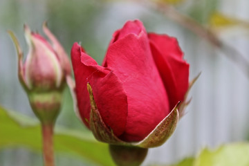 Rote Rose
