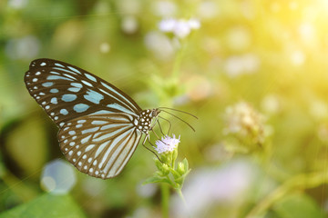 Fototapeta na wymiar Blue glassy tiger butterfly on flower. (Ideopsis simillis persim