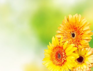 Gerbera.