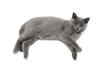 small gray kitten lies on a white background
