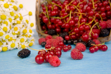 currant black blue and red in garden