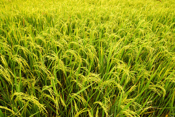 Rice fields near harvest.