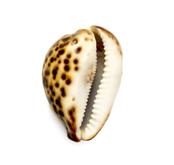 seashell of cypraea tigris