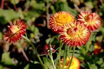 Anaphalis margaritacea