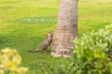 Fototapeta na wymiar Cat with palm tree