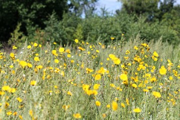 Obraz premium Цветущая луговая растительность