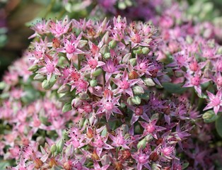 Розовые цветы седума крупным планом