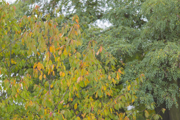 Fototapeta na wymiar Herbstfarben