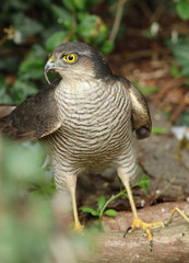 Close up of a female Sparrowhawk 