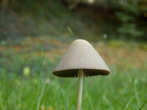 Close up of the fungi Conocybe rickenii showing its slender stem and conical cap