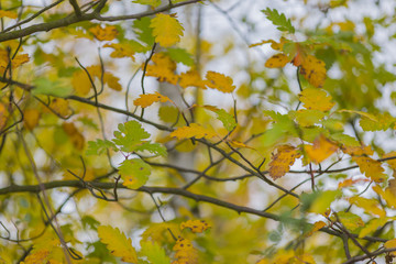Herbstfarben