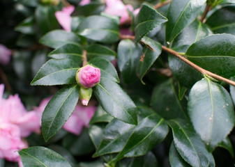 Pink camellia flower