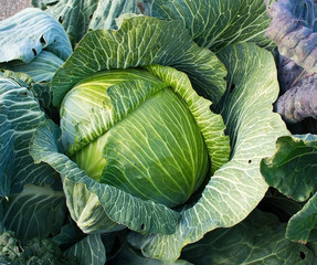 Obraz premium Savoy cabbage