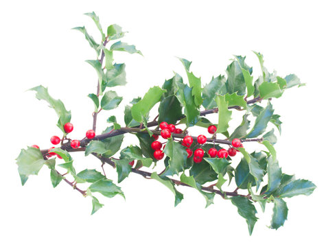 Holly branches with leaves and berries