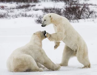 Peel and stick wall murals Icebear Two polar bears playing with each other in the tundra. Canada. An excellent illustration.