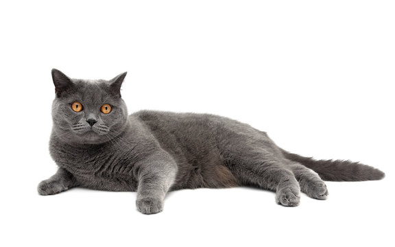 cat breeds Scottish Straight lies on a white background close-up