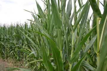 Corn / maize field