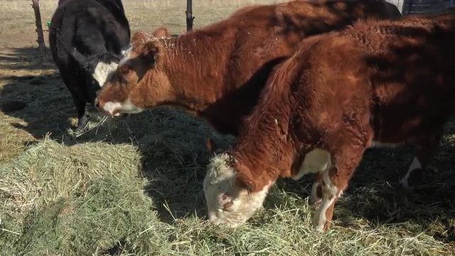Cows on small family farm eating alfalfa hay 4K 009