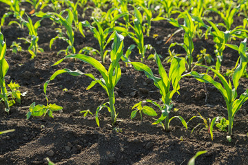 Green corn maize field in early stage