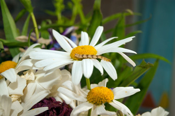 caterpillar on daisy_3