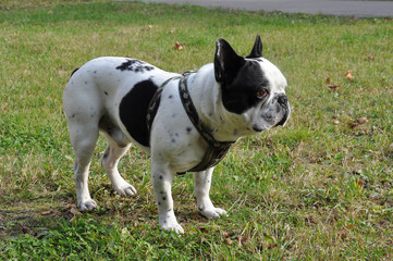 white French Bulldog dog