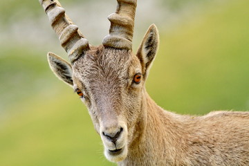 Portrait of ibex