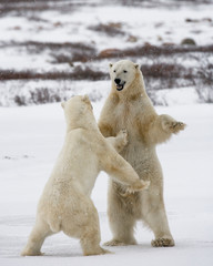 Twee ijsberen die met elkaar spelen in de toendra. Canada. Een uitstekende illustratie.