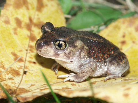 Spadefoot Toad (Scaphiopus holbrookii) in southern Illinois