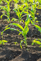 Green corn maize field in early stage