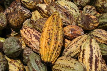 Ripe cocoa pods