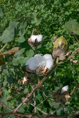 Cotton fruit