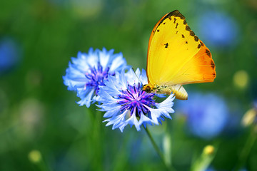 Beautiful butterfly on wildflower, on nature background