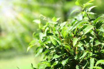 Green tea bush with fresh leaves, outdoors