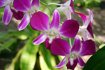 Small orchids bicolor
