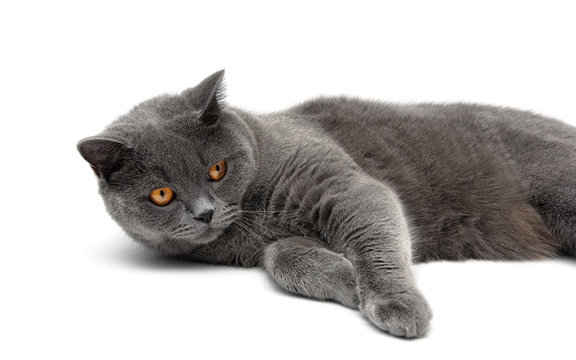 gray cat lying on a white background close-up