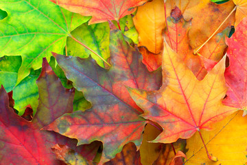Naklejka na ściany i meble Multicolored autumn leaves 