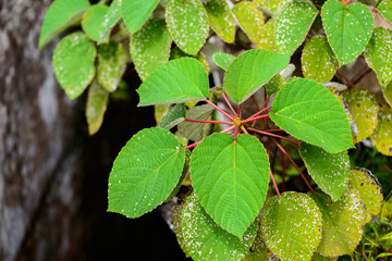 autumn leaves background
