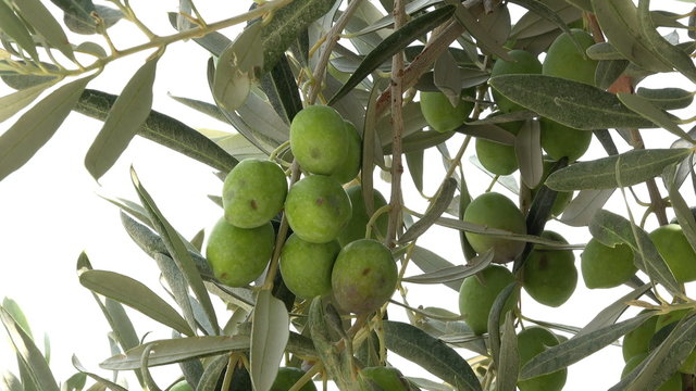 Ephesus Turkey green olives on tree Sirince village 4K 054