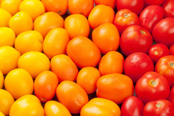 Colorful tomatoes. Yellow, orange and red