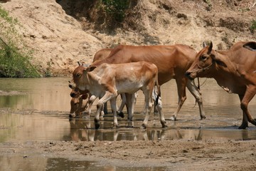 Herd comes to drink at the river
