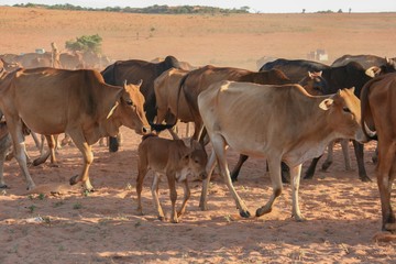 Herd of cows in the desert
