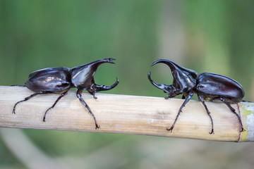 beetle