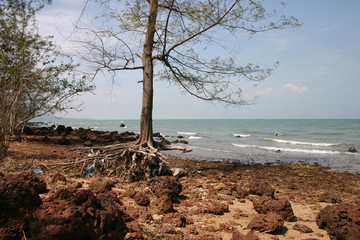 Roots of mangrove
