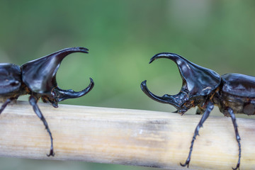 beetle