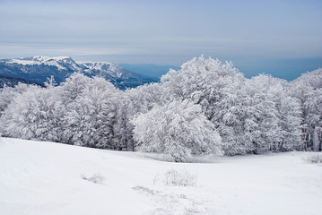 Beautiful winter landscape with snow covered trees